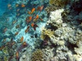 Fish and coral reef