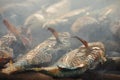 Fish of a coral reef fried on the grill. Java Royalty Free Stock Photo