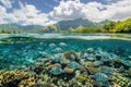 Fish on a coral reef in a tropical lagoon. French Polynesia