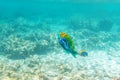 Fish and coral, underwater life in Maldives, snorkeling and diving