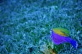 OSTRACION SYANURUS In the Red Sea it was filmed at the depth of GNUE underwater photography