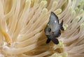 Fish in the corals in the Maldives, one who has made up his mind and camouflaged himself Royalty Free Stock Photo