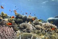 Fish and Corel Reef with Fire and Hard Coral Royalty Free Stock Photo