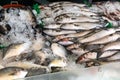 fish on the counter of the Seafood Market in Washington. A variety of freshly caught fish lies on the ice