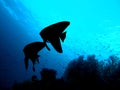 Fish couple silhouette - Longfin Batfish Royalty Free Stock Photo