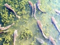 fish cous swims on the surface of the lake Royalty Free Stock Photo
