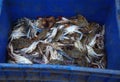 Fish and crab caught fresh in market