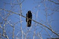 Fish Crow on a Bare Branch Royalty Free Stock Photo