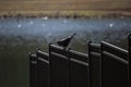 Fish Crow on a Fence