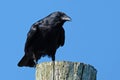 Fish Crow Standing on a Piling