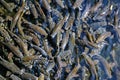 Fish crowded school Iberian Barbel Barbus bocagei
