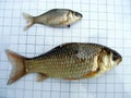 Fish crucian carp (Carassius carassius) on the background of a 5 mm measurement grid. Ichthyology research.