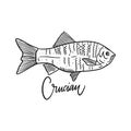 Fish Crucian. Hand drawn vector illustration. Engraving style. Isolated on white background.