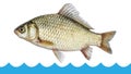 Fish crucian jumping out of the water isolated, white background. Royalty Free Stock Photo