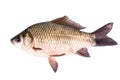 Fish crucian