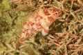 Fish - Cryptic wrasse