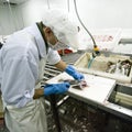 Fish cutting in manufacture Royalty Free Stock Photo