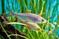 Fish of Cyprinidae family named common rudd or Scardinius erythrophthalmus. Royalty Free Stock Photo