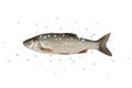 Fish dace white background Royalty Free Stock Photo