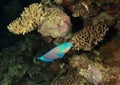 Fish - Daisy Parrotfish