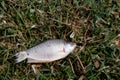 Fish dead dried, dead fish on the grass floor, global warming concept