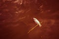Fish dead in the river from waste water pollution Royalty Free Stock Photo