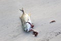 fish dead on the sandy shore of the beach Royalty Free Stock Photo