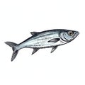 Stunning Albacore Illustration In Fujifilm Gw690iii Style