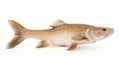 Adult Brown Cod Fish On White Background