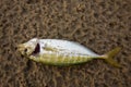 Fish die on the beach by pollution Royalty Free Stock Photo