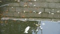 Fish in dirty water,pollute environment,reflection.