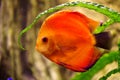 Fish Discus red Royalty Free Stock Photo