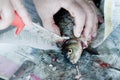 Fish disemboweling Royalty Free Stock Photo