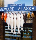 Fish on display on the fishing dock of seward