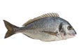 Fish Dorado Royalty Free Stock Photo