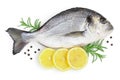 Fish dorado isolated on white background with clipping path and full depth of field. Top view. Flat lay Royalty Free Stock Photo