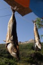 Fish Drying