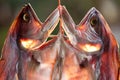 Fish drying in market Royalty Free Stock Photo