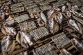 fish drying outside in the sun at cambodian market in asia