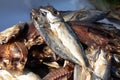 Fish drying in the sun for cooking Royalty Free Stock Photo