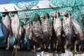 Fish drying in the sun in Ilulissat Royalty Free Stock Photo