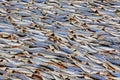 Fish Drying In The Sun