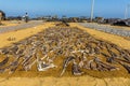 Fish drying under the sun at the beach fish market in Negombo, Sri Lanka