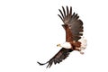 Fish eagle beautifully flying on isolated white background Royalty Free Stock Photo