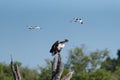 A fish eagle being mobbed Royalty Free Stock Photo