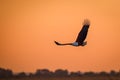 Fish eagle on the Chobe River in Botswana Royalty Free Stock Photo