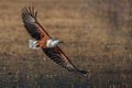 Fish Eagle flyby Royalty Free Stock Photo