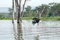 Fish eagle, Haliaeetus vocifer, about to catch a fish from the surface of Lake Naivasha, Kenya. These skilled predators Royalty Free Stock Photo