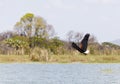 Fish Eagle at Lake Baringo, Kenya Royalty Free Stock Photo