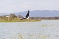 Fish Eagle at Lake Baringo, Kenya Royalty Free Stock Photo